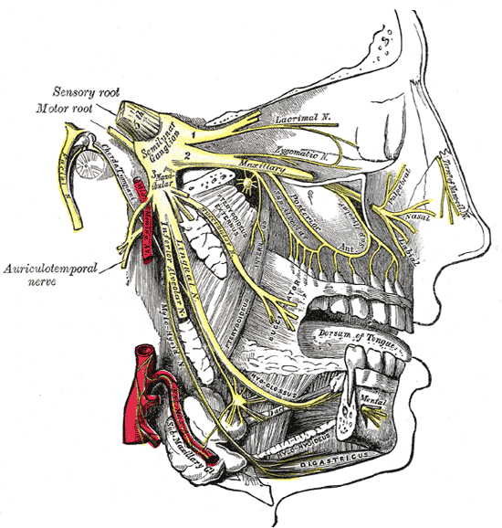 Trigeminal nerve is shown in yellow.
