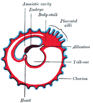 Diagram showing later stage of allantoic development with commencing constriction of the yolk-sac.
