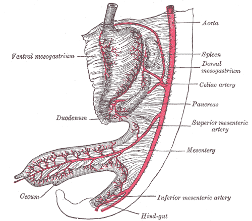 Abdominal part of digestive tube and its attachment to the primitive or common mesentery. Human embryo of six weeks.