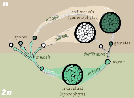 File:Sporic meiosis.png