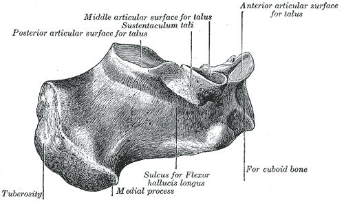 Left calcaneus, medial surface