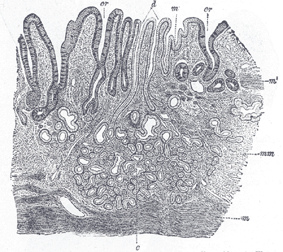 Section of mucous membrane of human stomach, near the cardiac orifice.