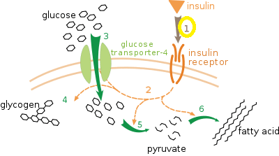 thumb: Insulin cellular effect, source: Wikipedia