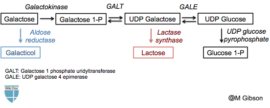 File:Galactose metabolism.png
