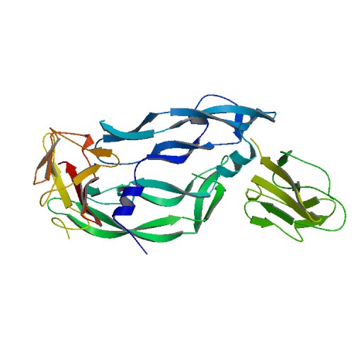 File:PBB Protein FLT1 image.jpg