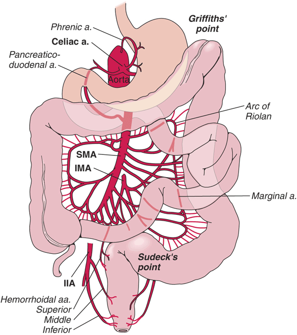 File:Colonic blood supply1.gif