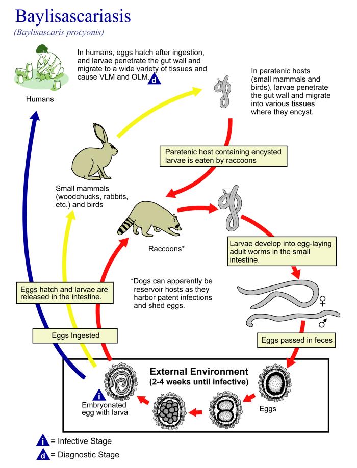 This illustration depicts the life cycle of Baylisascaris procyonis, the causal agent of Baylisascariasis. From Public Health Image Library (PHIL). [1]