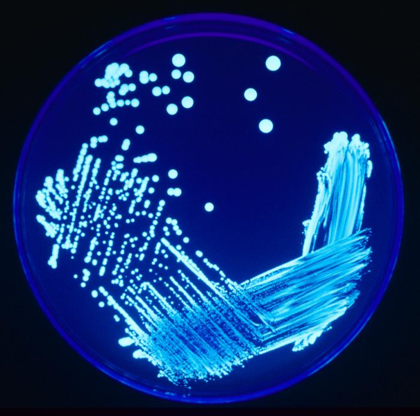 Legionella sp. under UV illumination.