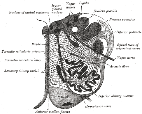 Section of the medulla oblongata at about the middle of the olive.