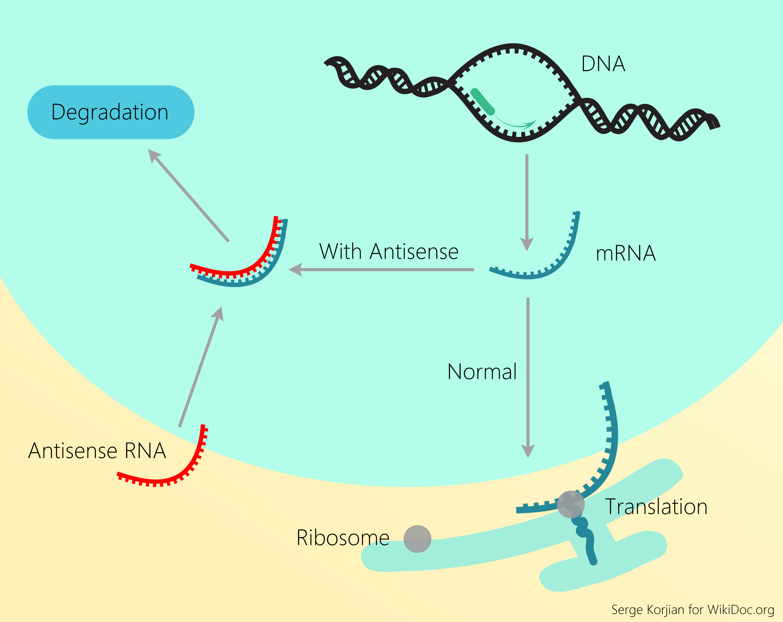 Antisense RNA