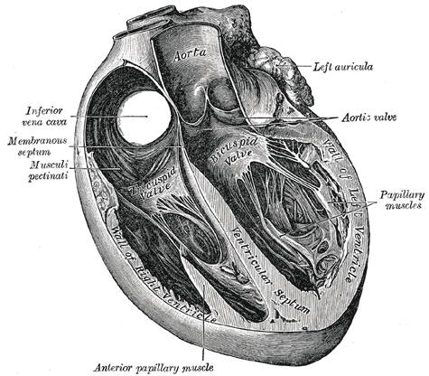 Section of the heart showing the ventricular septum.