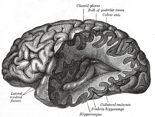 Posterior and inferior cornua of left lateral ventricle exposed from the side.