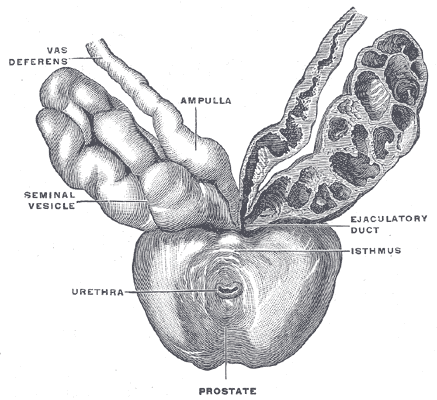 Prostate with seminal vesicles and seminal ducts, viewed from in front and above.