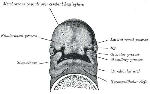 Under surface of the head of a human embryo about twenty-nine days old.