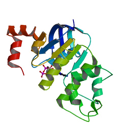 File:PBB Protein ABCC1 image.jpg