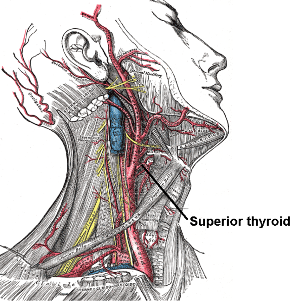 The internal carotid and vertebral arteries. Right side. (Superior thyroid visible at center.)