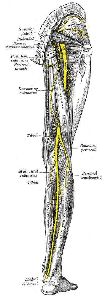 Nerves of the right lower extremity Posterior view.