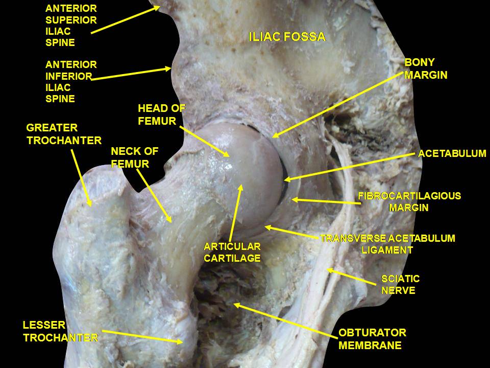 File:Anatomy femoral neck.JPG