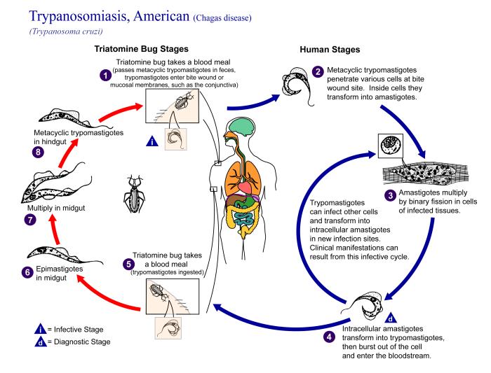 Life cycle of Trypanosoma cruzi, the causal agent of American Trypanosomiasis. From Public Health Image Library (PHIL). [9]