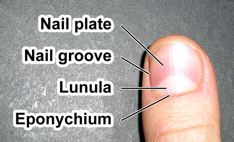 A normal nail