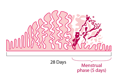 Diagram illustrating how the uterus lining builds up and breaks down during the menstrual cycle[16]