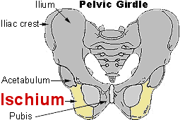 File:Pelvic girdle Ischium.gif