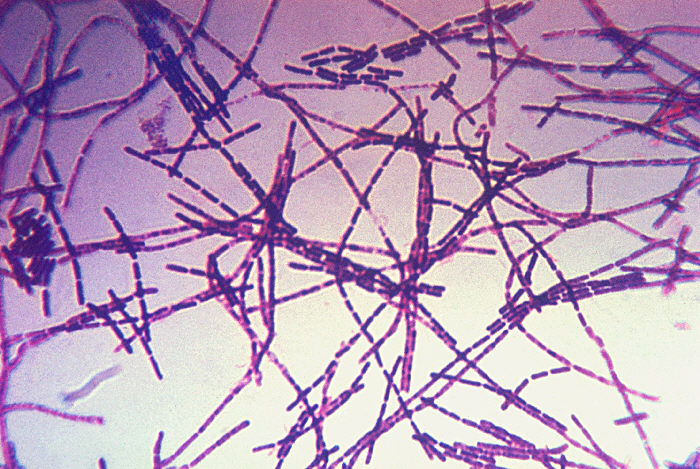 "Photomicrograph of Bacillus anthracis bacteria using Gram-stain technique”Adapted from Public Health Image Library (PHIL), Centers for Disease Control and Prevention.[21]