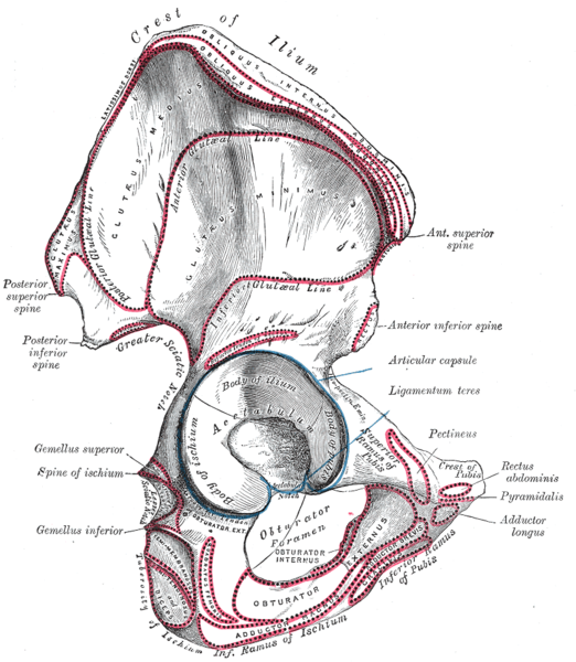 Right hip bone. External surface. (Body of ilium is the top of the blue circle in the center, and the wing of the ilium is the portion above that. Crest of ilium is labeled at top.)