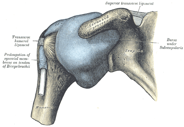 Capsule of shoulder-joint (distended). Anterior aspect.