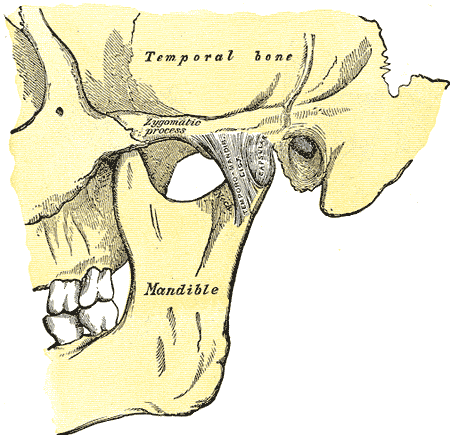 Articulation of the mandible. Lateral aspect.