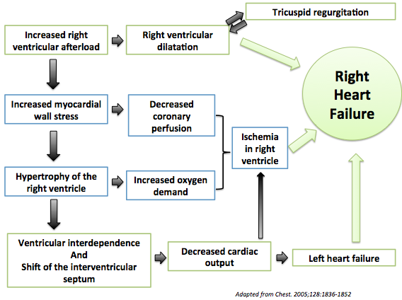 The pathophysiology of heart failure secondary to an increased right ventricular overload