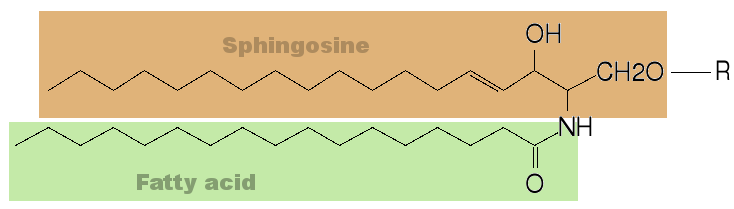 File:Sphingolipid.png
