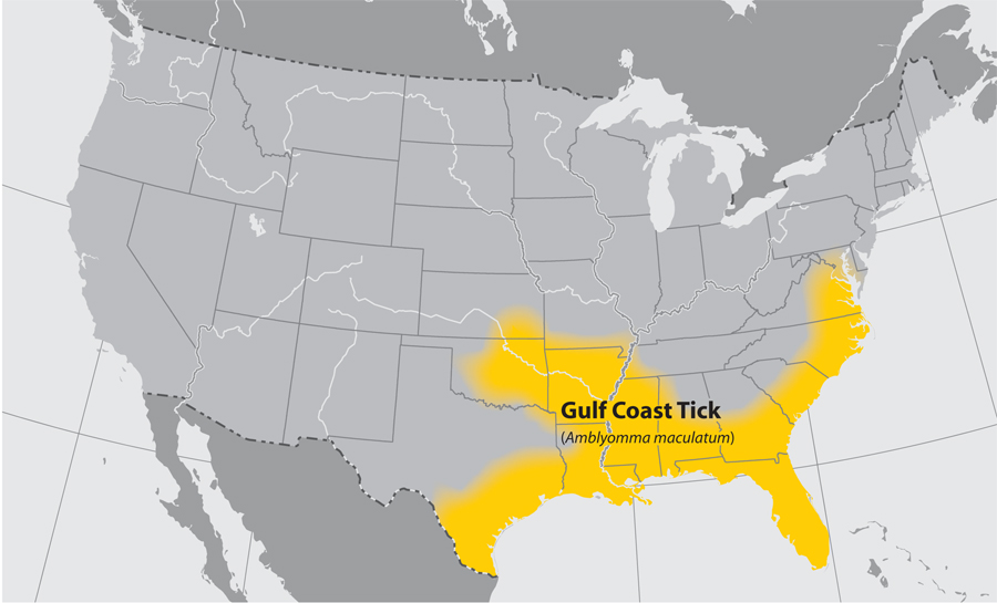 Approximate distribution of the Gulf Coast tick Adapted from CDC