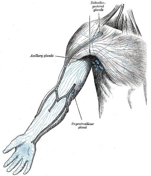 Lymphatics of the arm