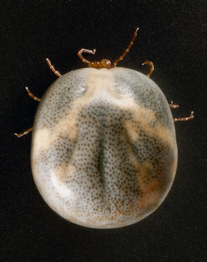 Ventral view of engorged female "lone star tick" Amblyomma americanum. From Public Health Image Library (PHIL). [14]