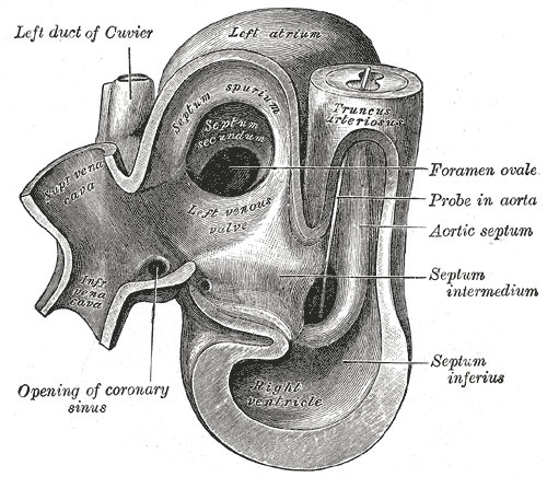 Heart of human embryo of about thirty-five days, opened on right side.