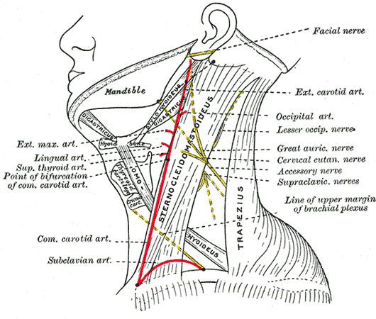 Cervical Nerves Wikidoc