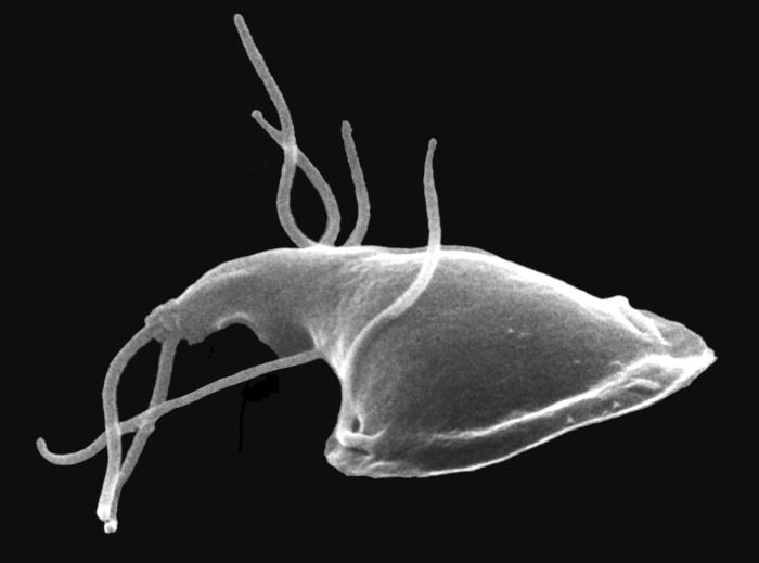 SEM depicts the dorsal surface of a Giardia protozoan, isolated from a rat’s intestine. From Public Health Image Library (PHIL). [9]
