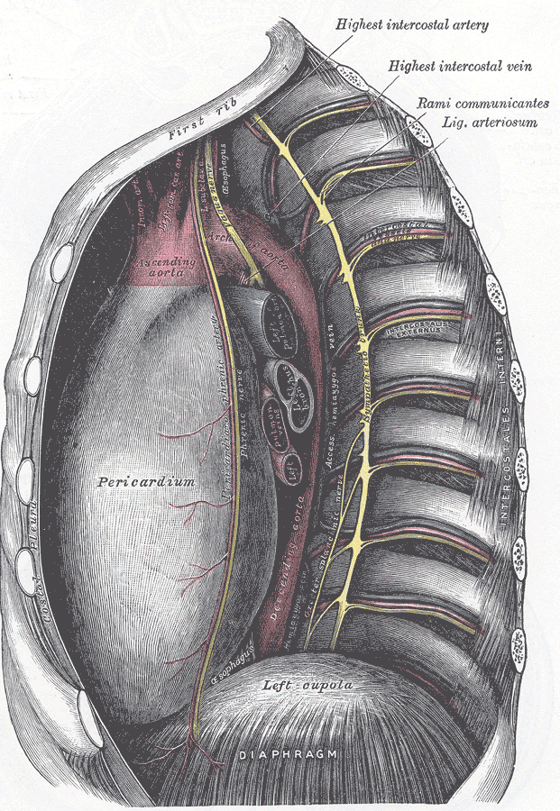 The pericardium and the left cupola of the diaphragm