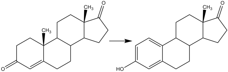 Conversion of Androstendione to Estrone