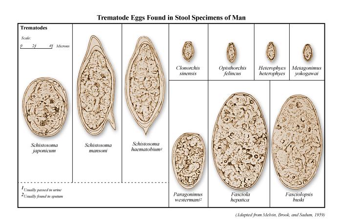 Illustration depicts a number of trematode species eggs, which have been found in human stool specimens. From Public Health Image Library (PHIL). [1]