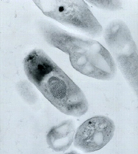 "Transmission electron micrograph of Bacillus anthracis.” Adapted from Public Health Image Library (PHIL), Centers for Disease Control and Prevention.[21]