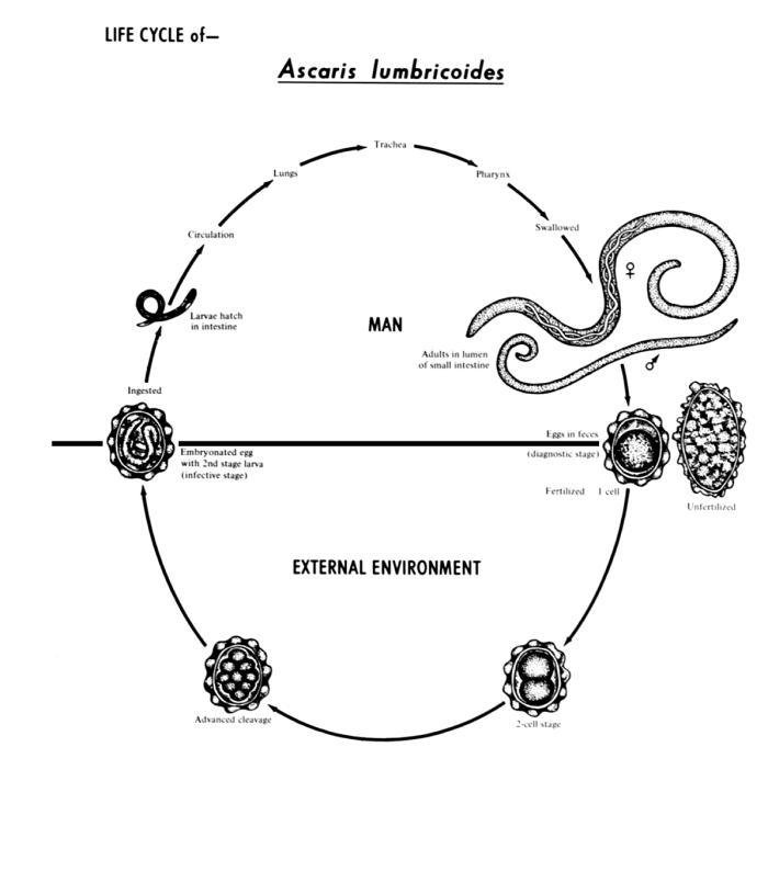 This diagram depicts the various stages in the life cycle of the intestinal roundworm nematode Ascaris lumbricoides. From Public Health Image Library (PHIL). [6]