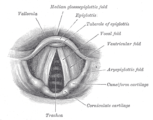 The entrance to the larynx.