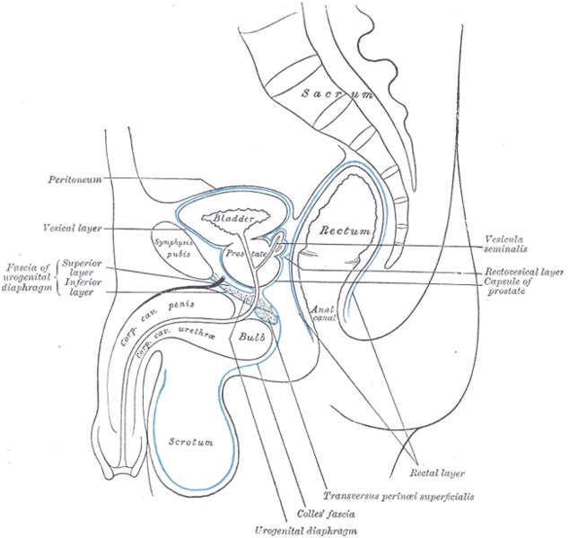 Median sagittal section of pelvis, showing arrangement of fasciæ.