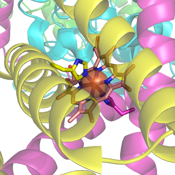 The histidine bound heme group of succinate dehydrogenase, an electron carrier in the mitochondrial electron transfer chain. The large semi-transparent sphere indicates the location of the iron ion. From PDB: 1YQ3​.