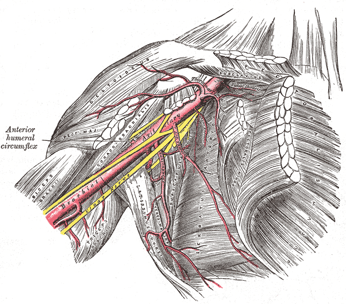 Axillary artery and its branches - anterior view of right upper limb and thorax.