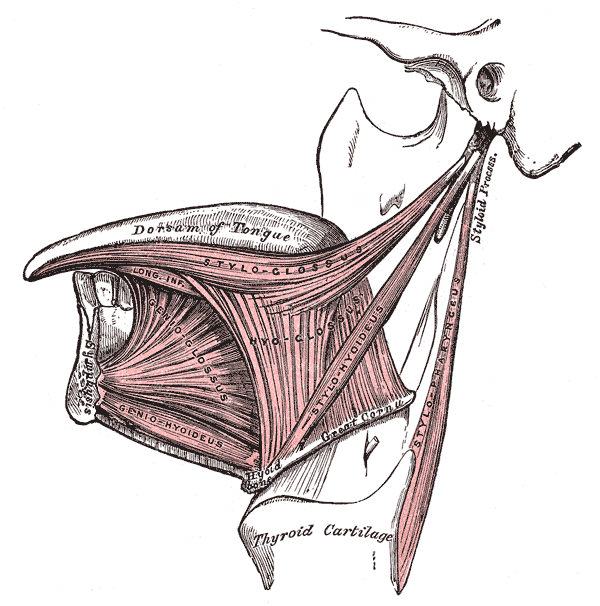 Lateral view of the tongue, with extrinsic muscles highlighted.