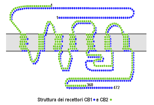 File:Cb1 cb2 structure.png