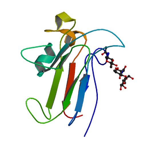 File:PBB Protein EFNB2 image.jpg